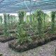 56- Une serre de plants de vanille 